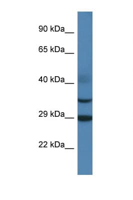 OLIG3 Antibody (aa62-111)