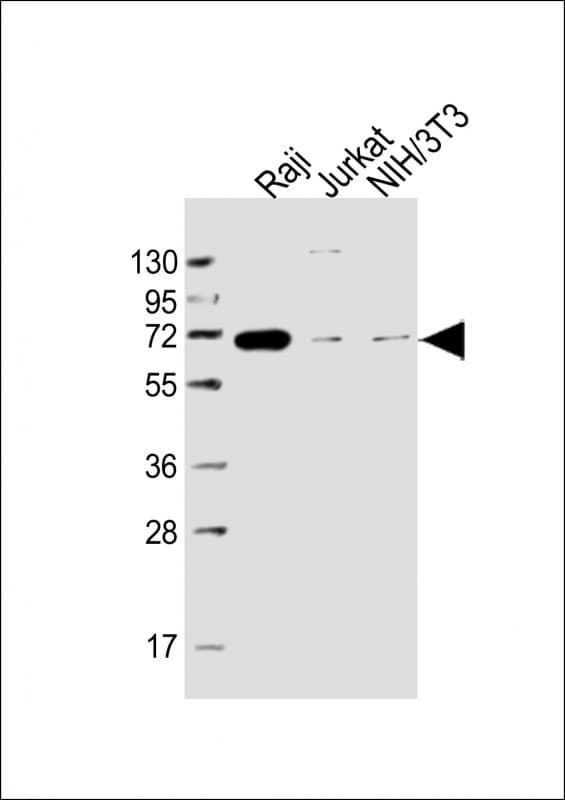 PathPlus™ RELB Antibody (clone 1684CT450.20.25)