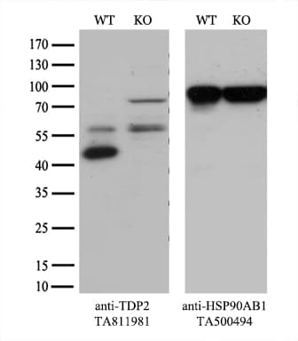 Monoclonal Mouse anti-Human TDP2 / TTRAP Antibody (clone OTI3G10, WB)