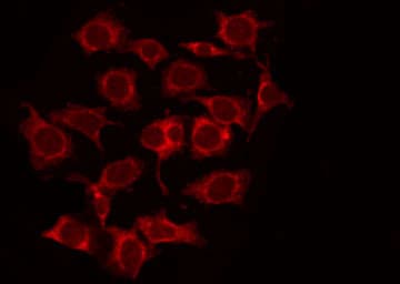 SLC4A1AP / Kanadaptin Antibody