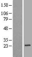 REEP1 Protein (Over-Expression Lysate Myc-DDK (Flag))