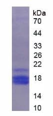 Mouse SERPINF1 / PEDF Protein (Recombinant His)