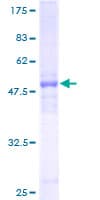 Human COMMD7 Protein (Recombinant GST)