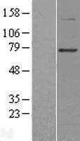 PGBD3 Protein (Over-Expression Lysate Myc-DDK (Flag))
