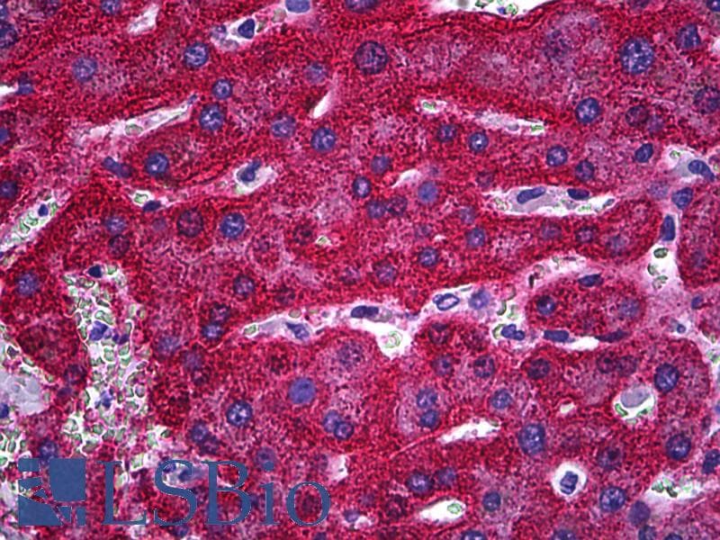 IHC-plus™ SLC13A5 Antibody (clone 2G4)