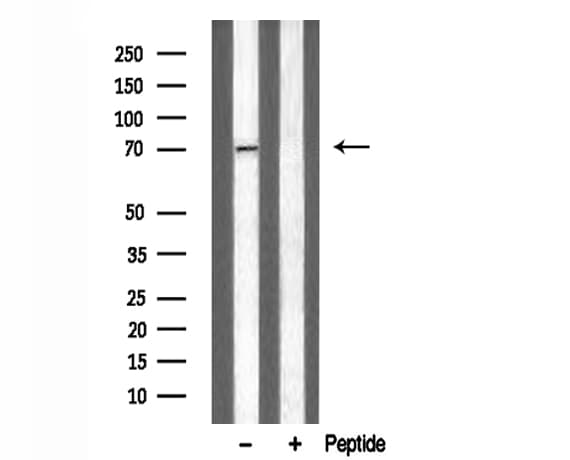 ADRA2C Antibody