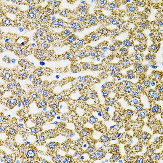 EPO / Erythropoietin Antibody