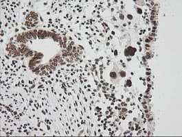 ZSCAN18 / ZNF447 Antibody (clone OTI2H7, Carrier-free)