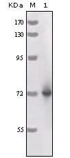 CCL3 / MIP-1-Alpha Antibody (clone 3A5C6)