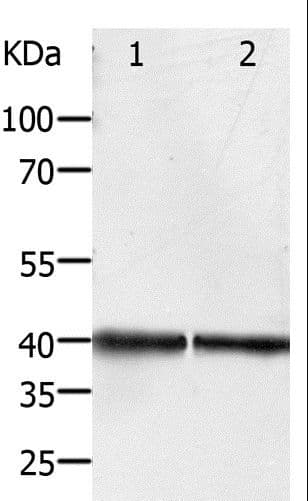 PDX1 Antibody