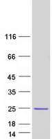 Human CFL2 / Cofilin 2 Protein (Recombinant Myc-DDK (Flag))