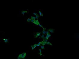 ANAPC11 / APC11 Antibody (clone OTI3F5, Carrier-free)