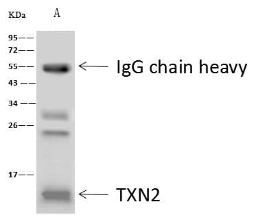 Polyclonal Rabbit anti-Human TXN2 / Thioredoxin 2 Antibody (Preservative Free, IHC, IF, WB)
