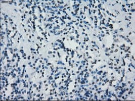 Monoclonal Mouse anti-Human PRKY Antibody (clone OTI4G7, Carrier-free, IHC, IF, WB)