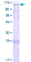 Human C2CD2L / TMEM24 Protein (Recombinant GST)