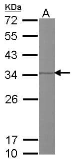 IHC-plus™ Prohibitin 2 / PHB2 Antibody (Internal)