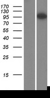 ARHGAP4 Protein (Over-Expression Lysate Myc-DDK (Flag))