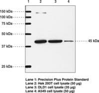 Polyclonal Rabbit anti-Mouse PTGIR / IP Receptor Antibody (WB)