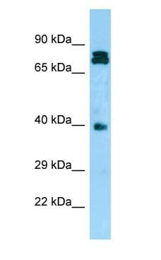 NDRG4 Antibody (N-Terminus)
