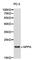 NPPA / ANP Antibody