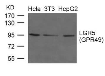 GPR49 / LGR5 Antibody