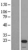 STK32A Protein (Over-Expression Lysate Myc-DDK (Flag))