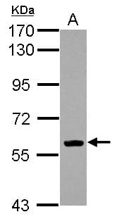 EBF / EBF1 Antibody