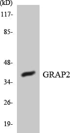 Polyclonal Rabbit anti-Human GRAP2 / GRID Antibody (aa109-158, WB)