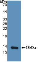 CXCL10 / IP-10 Antibody (aa22-98)