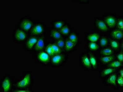 IL10RA Antibody (aa22-235)