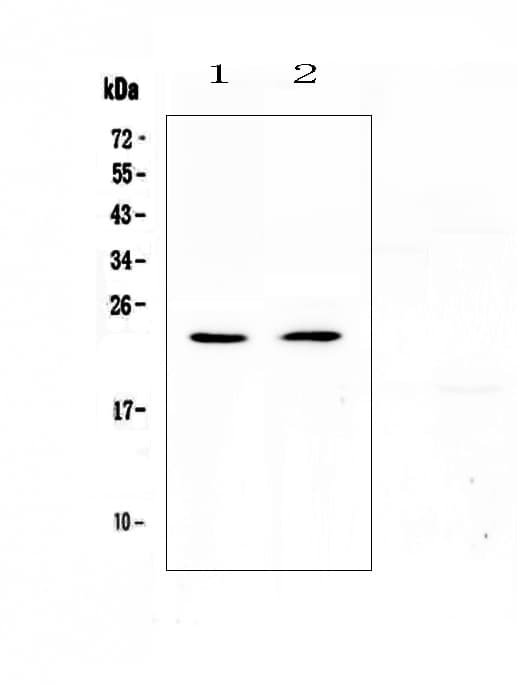 FNDC5 / Irisin Antibody