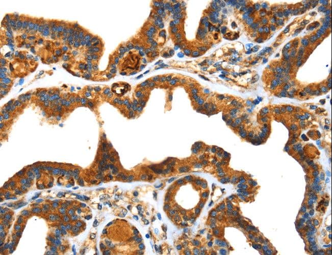 Osteonectin / SPARC Antibody (aa18-303)