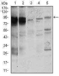 STAT5A Antibody (Amino Acid: 583-794, clone 6D4)