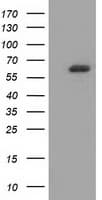 GBP5 Antibody (clone OTI5C9, Carrier-free)