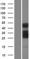 Human C2CD4A Protein (Over-Expression Lysate Myc-DDK (Flag))