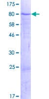 Human ZNF792 Protein (Recombinant GST)