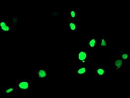PPARA / PPAR Alpha Antibody (aa145-420, clone OTI1E8, Carrier-free)