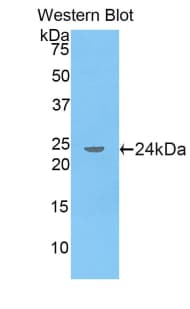 Apolipoprotein A-V Antibody (aa169-367, APC)