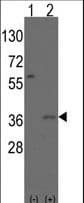 IHC-plus™ MSX2 / MSH Antibody (aa1-30)