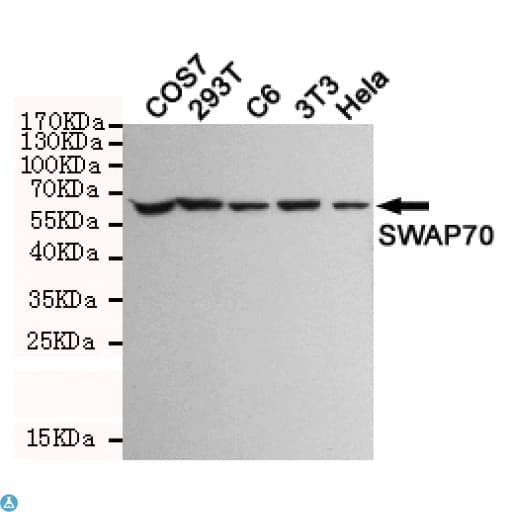 Monoclonal Mouse anti-Human SWAP70 Antibody (WB)
