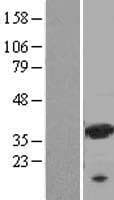 LGALS9 / Galectin 9 Protein (Over-Expression Lysate Myc-DDK (Flag))