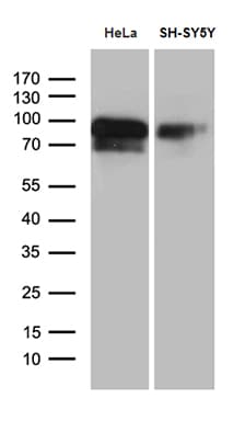 BEGAIN Antibody (aa374-517, clone OTI2B2)