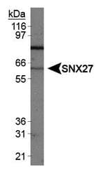 SNX27 Antibody (aa450-500, Biotin)