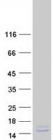 Human PCP4 / PEP19 Protein (Recombinant Myc-DDK (Flag))