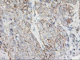 ANAPC2 / APC2 Antibody (clone OTI1A6, Carrier-free)