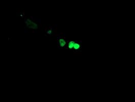 FOXI1 Antibody (aa111-350, clone OTI1H9, Carrier-free)