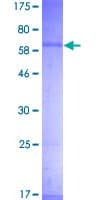 Human THPO / TPO / Thrombopoietin Protein (Recombinant GST)