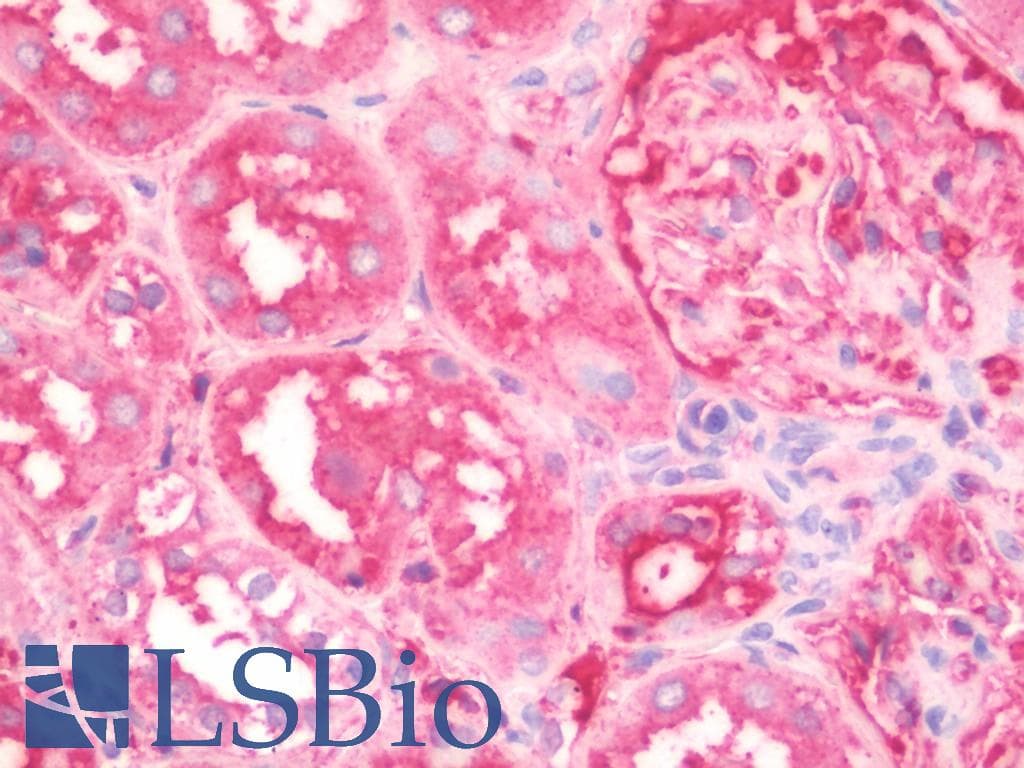 IHC-plus™ APOA1 / Apolipoprotein A 1 Antibody