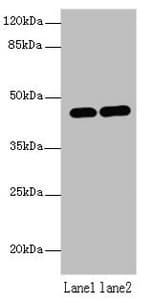 LMNTD1 / IFLTD1 Antibody