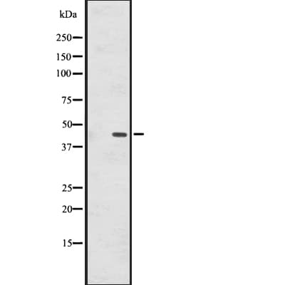 GPR137B Antibody